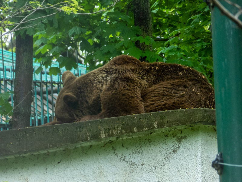 Brown bear / Ursus arctos