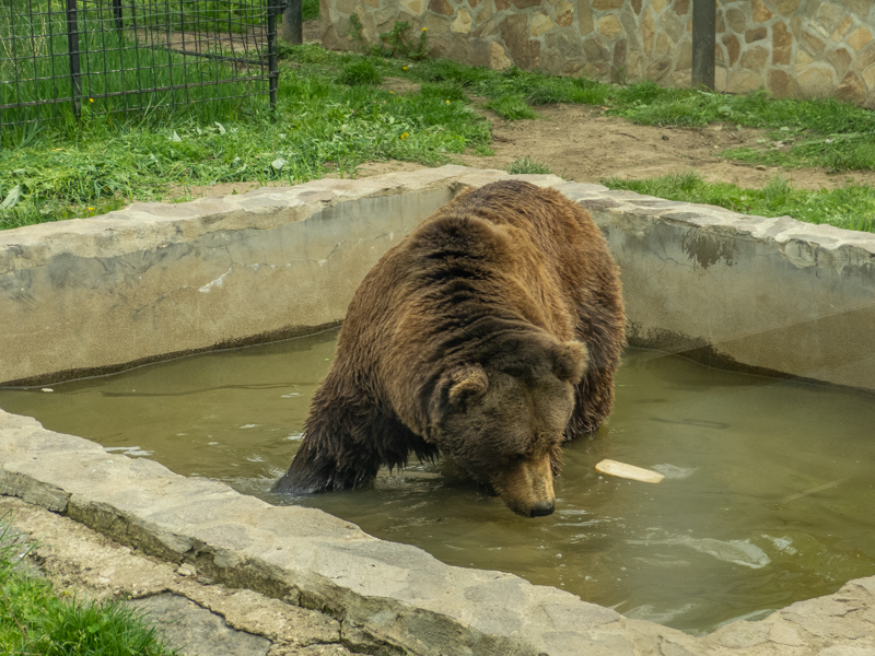 Brown bear (Ursus arctos)
