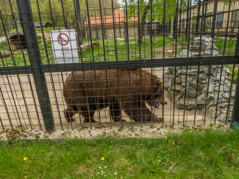 Brown bear (Ursus arctos)