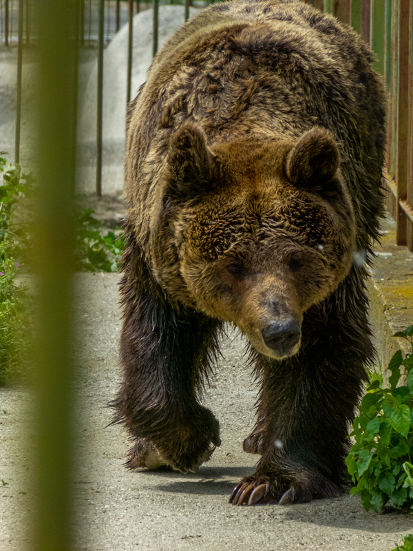 brown bear (Ursus arctos)
