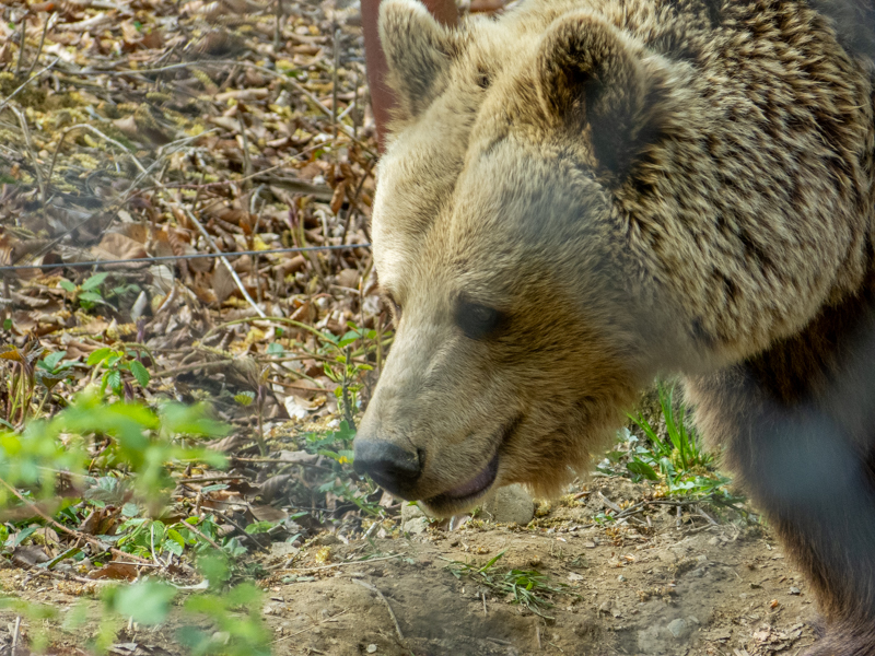 brown bear (Ursus arctos)