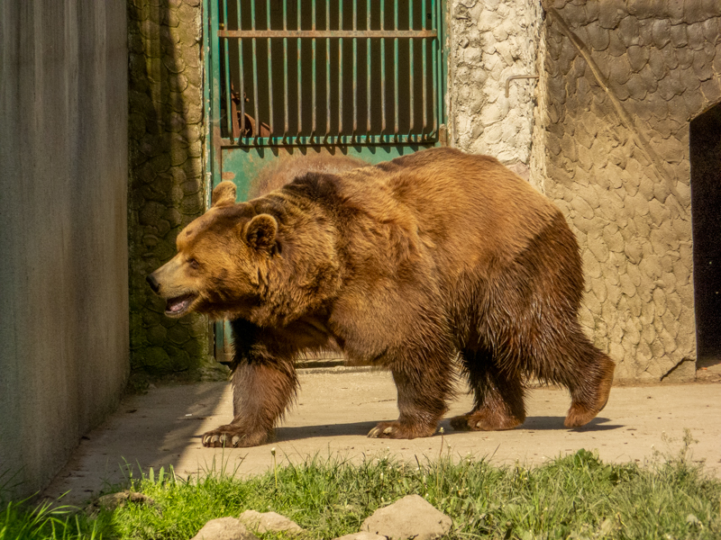 Brown bear (Ursus arctos)