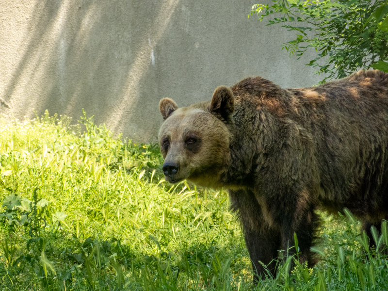 Brown bear (Ursus arctos)