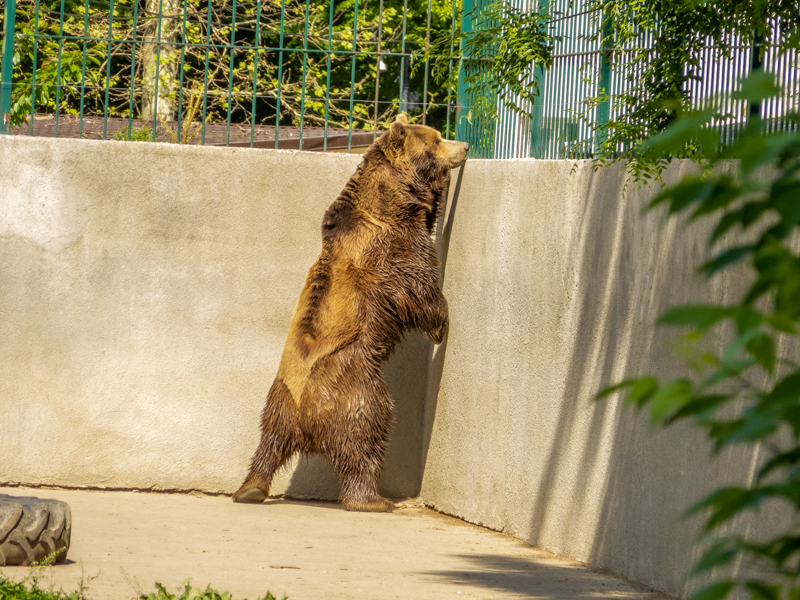 Brown bear (Ursus arctos)