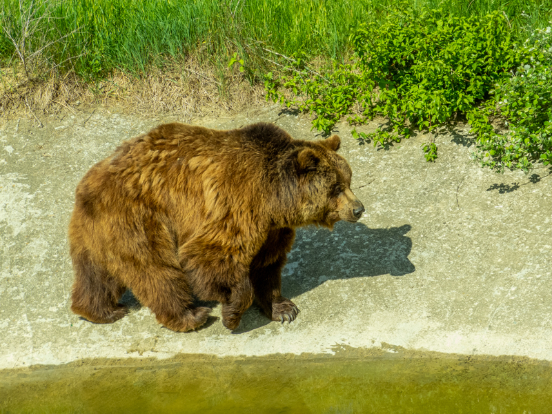 Brown bear (Ursus arctos)