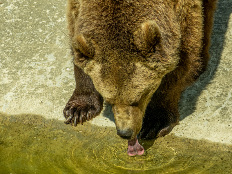 Brown bear (Ursus arctos)