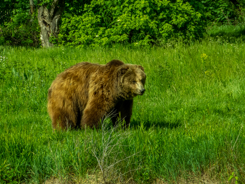Brown bear (Ursus arctos)
