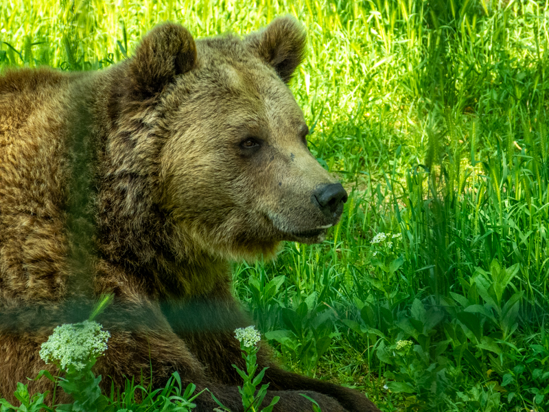Brown bear (Ursus arctos)