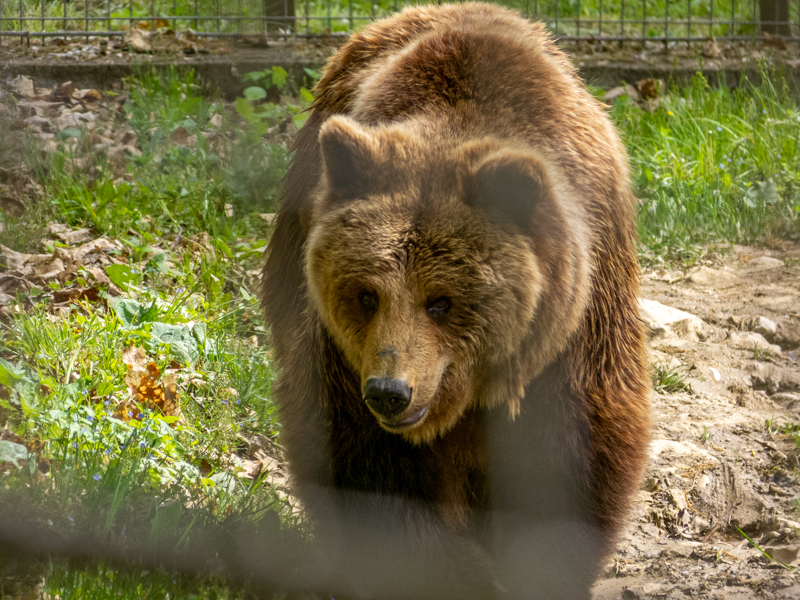Brown bear (Ursus arctos)