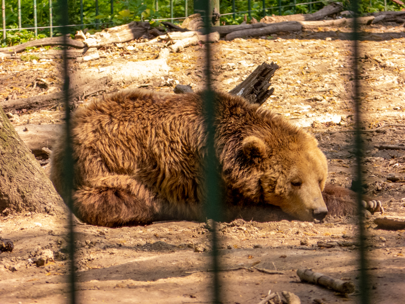 Brown bear (Ursus arctos)