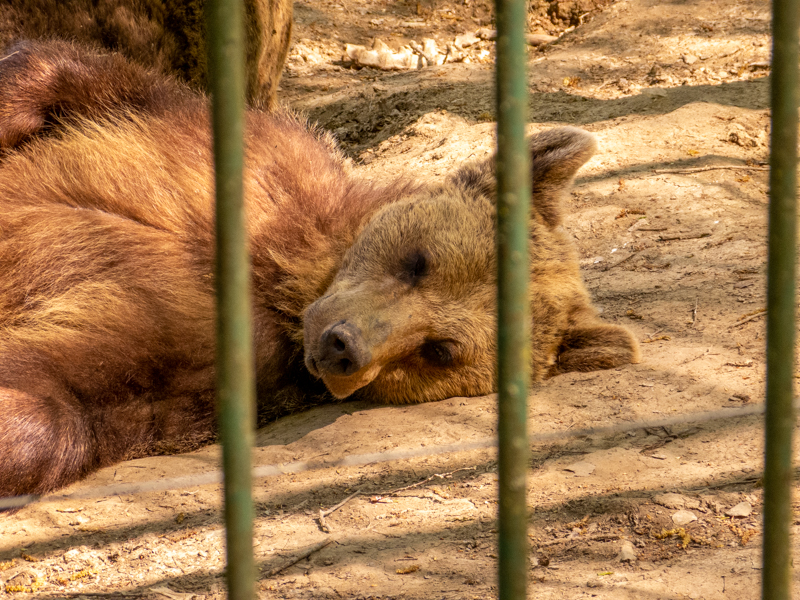 Brown bear (Ursus arctos)