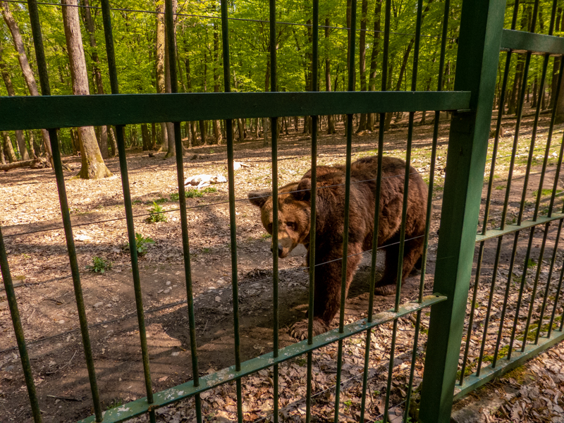 Brown bear (Ursus arctos)