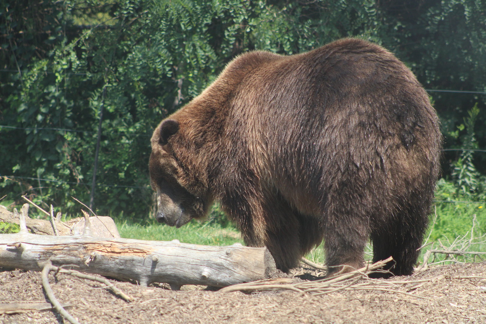 Brown Bear (Ursus arctos)