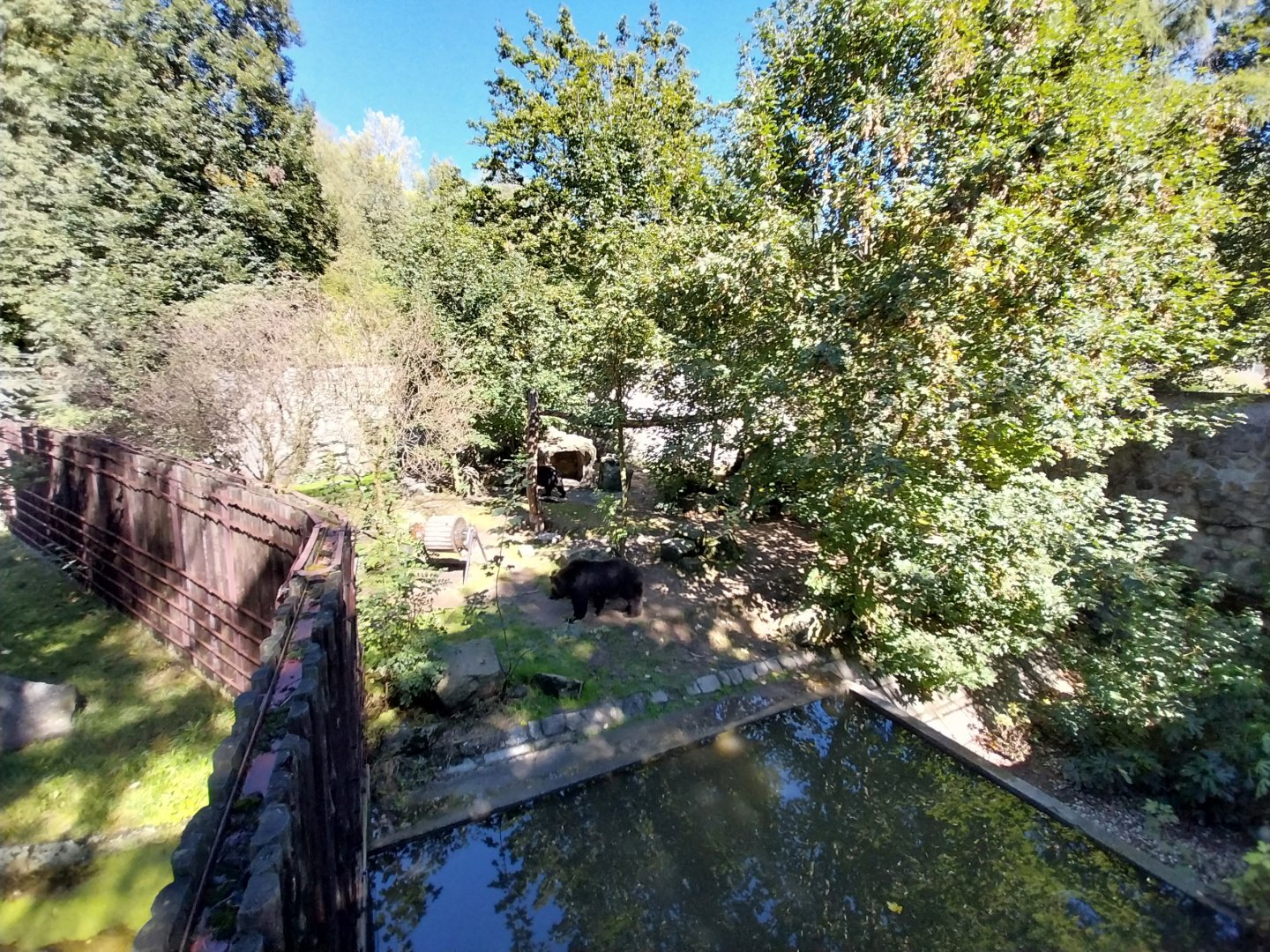 Brown Bear (Ursus arctos)