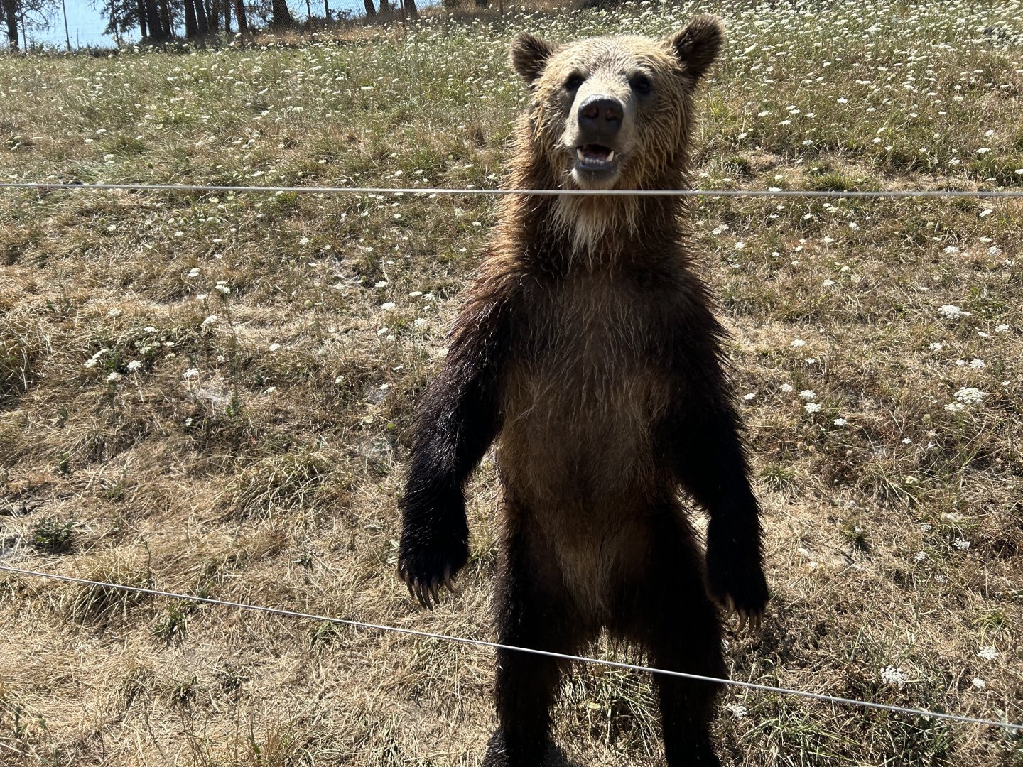 Brown bear (Ursus arctos)