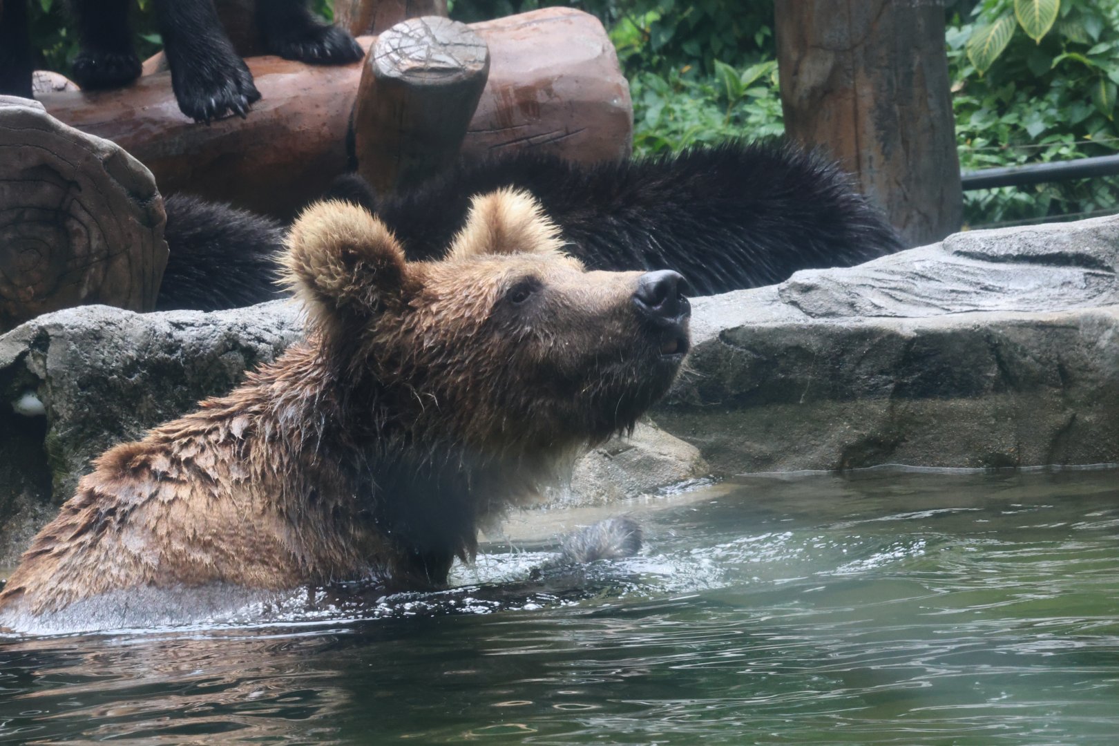 Brown bear (Ursus arctos)