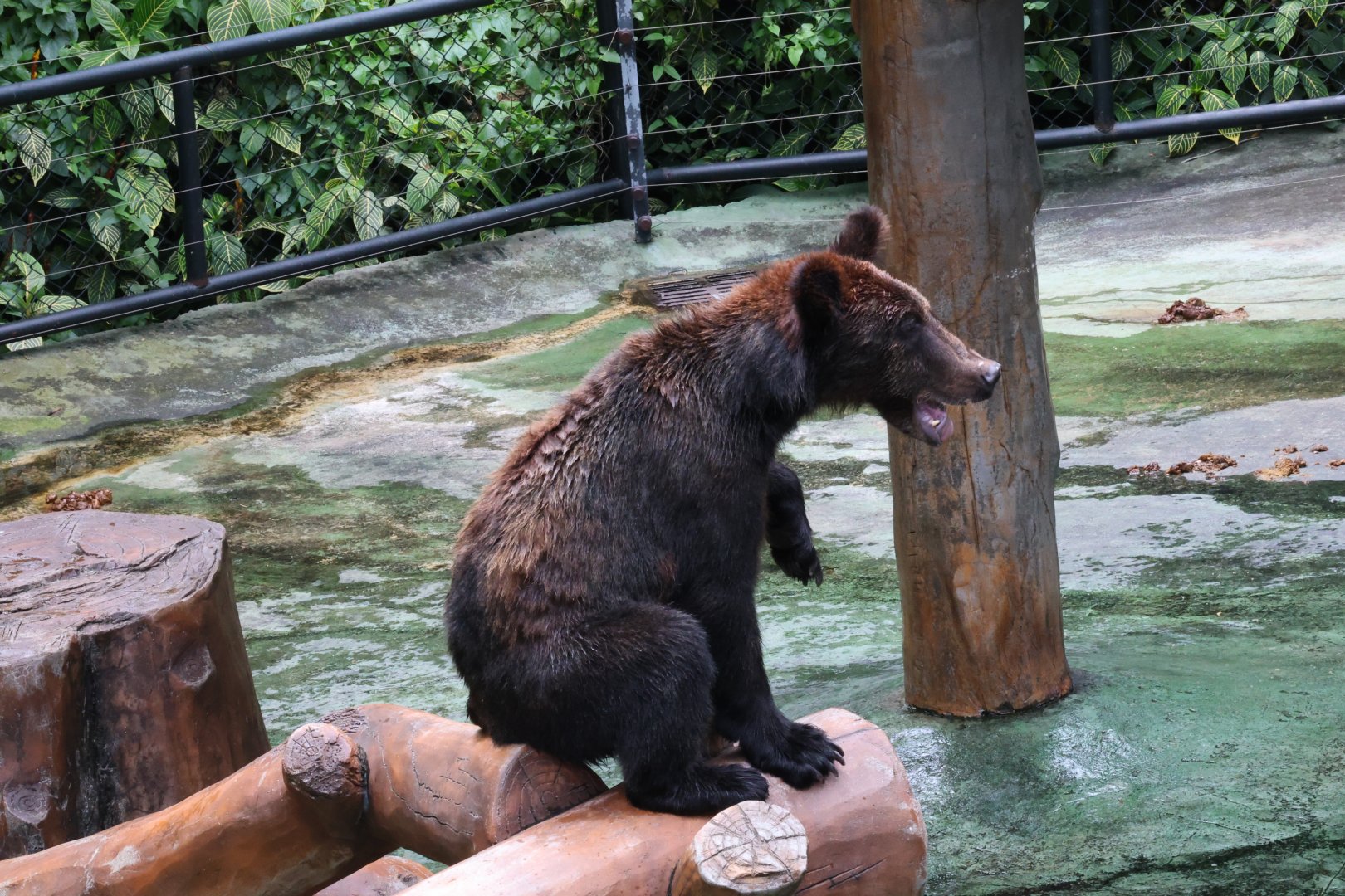 Brown bear (Ursus arctos)