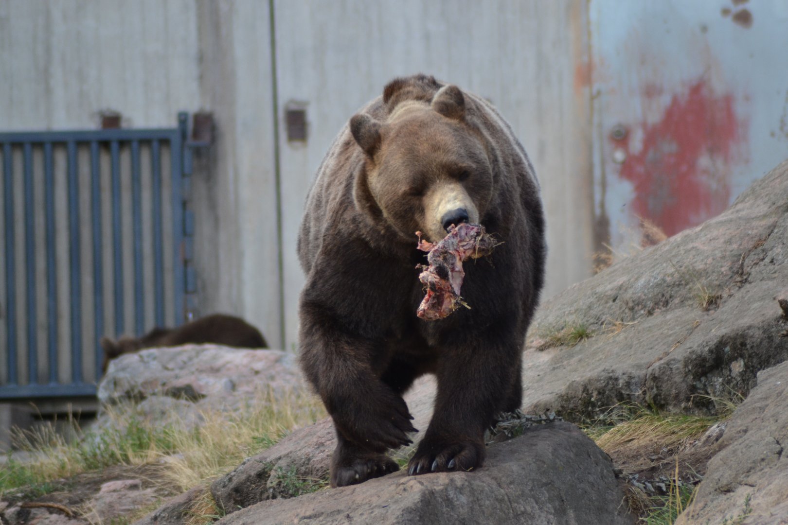 Brown bear Varulven with a piece of meat at Kolmården
