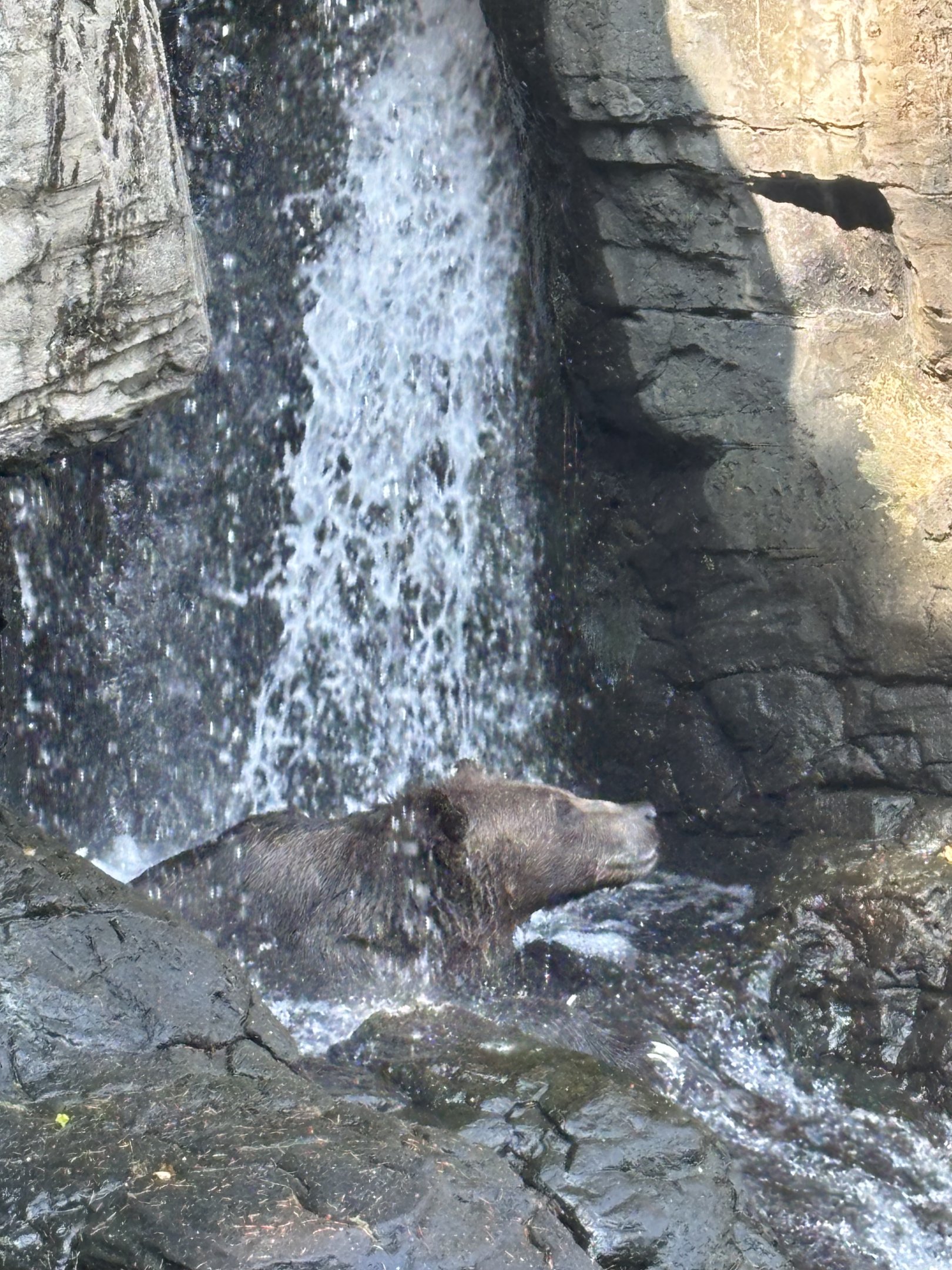 Brown Bear + Waterfall
