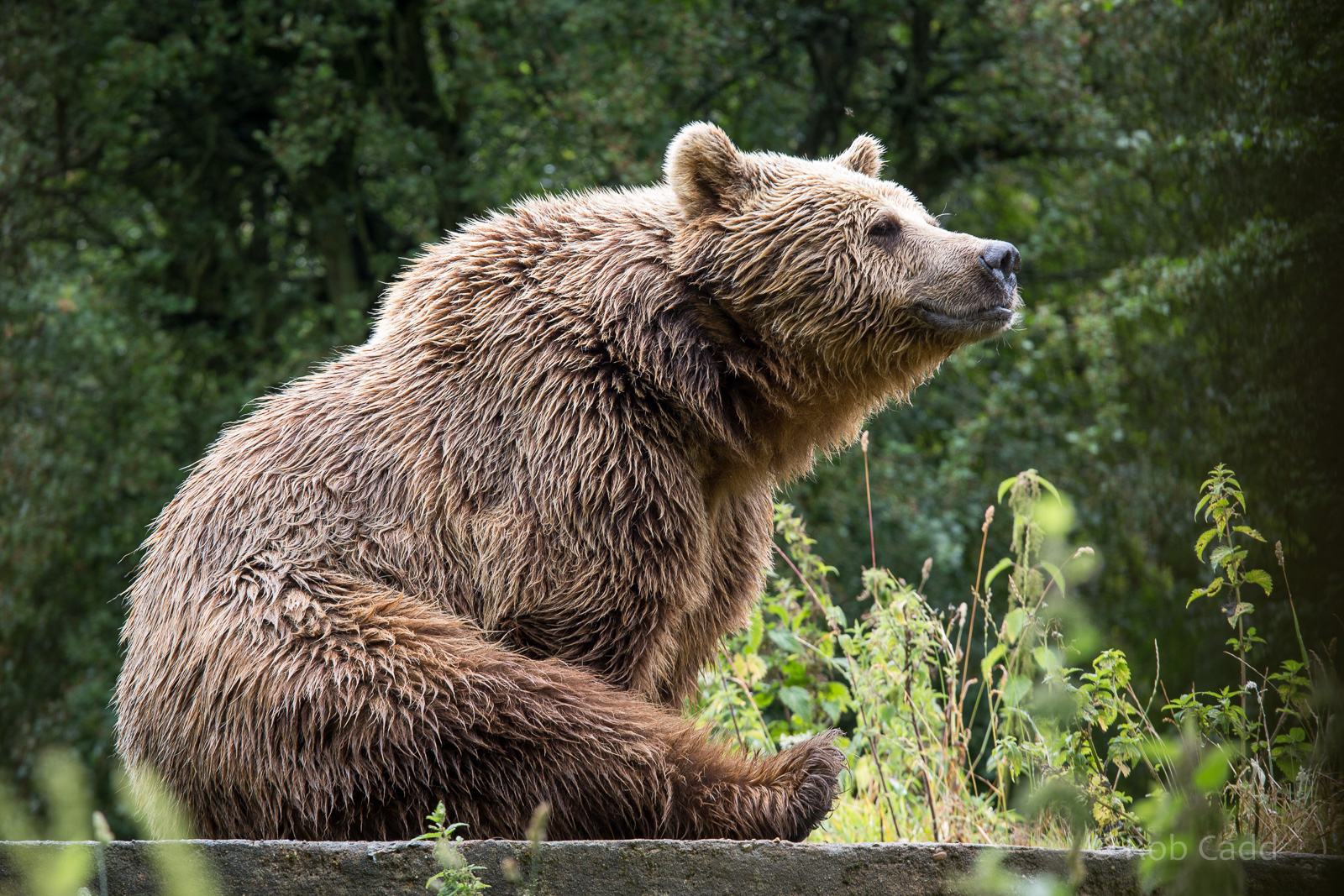 Brown bear : Whipsnade : 05 Jul 2014