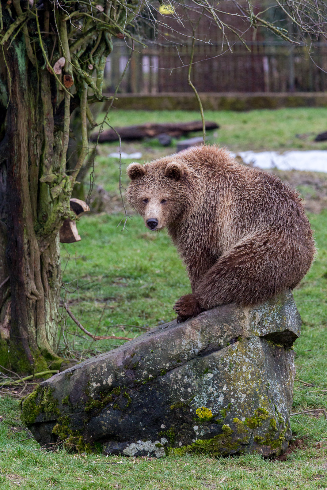 Brown bear : Whipsnade : 10 Mar 2018