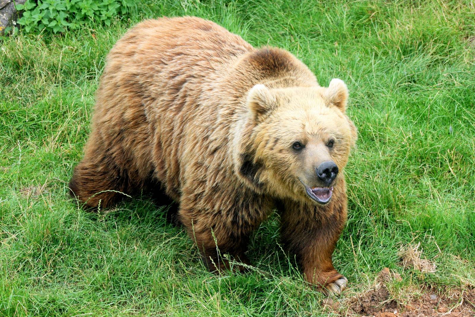 Brown Bear; Whipsnade; 12th July 2014