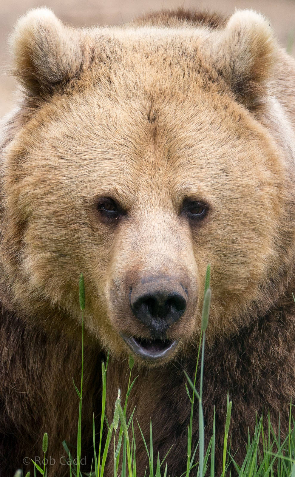 Brown bear : Whipsnade : 15 May 2016
