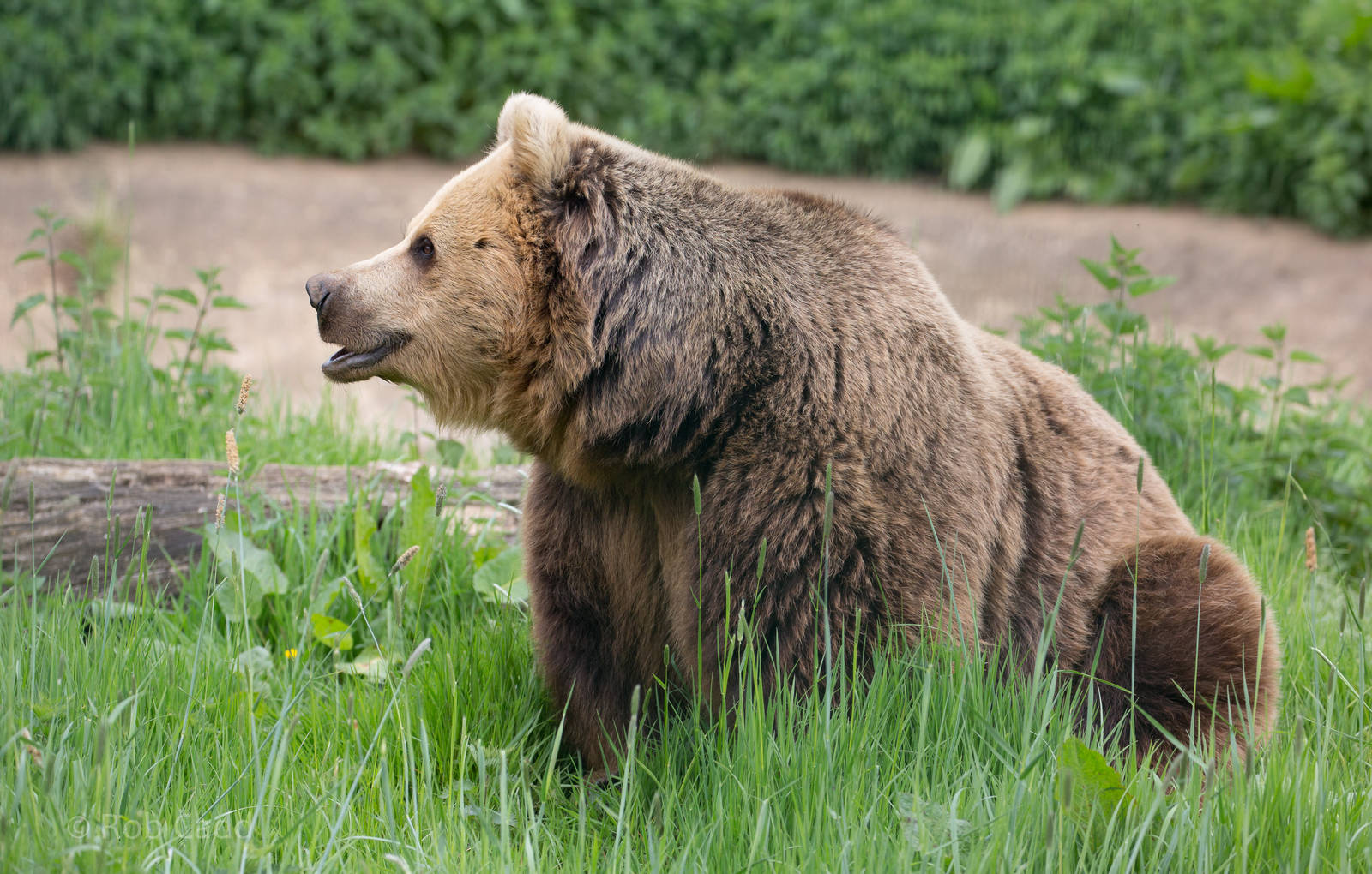 Brown bear : Whipsnade : 15 May 2016