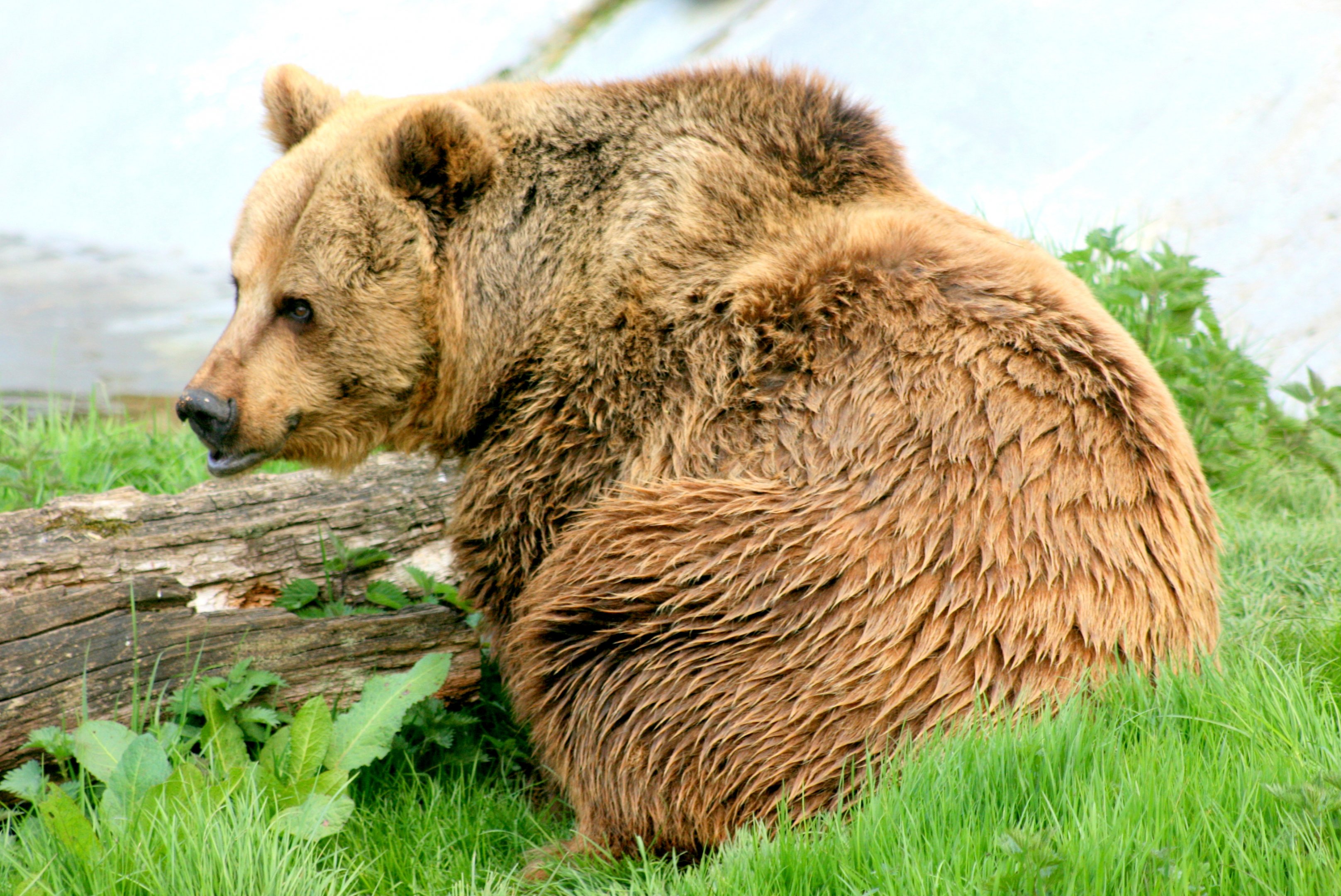 Brown bear; Whipsnade; 15th April 2017