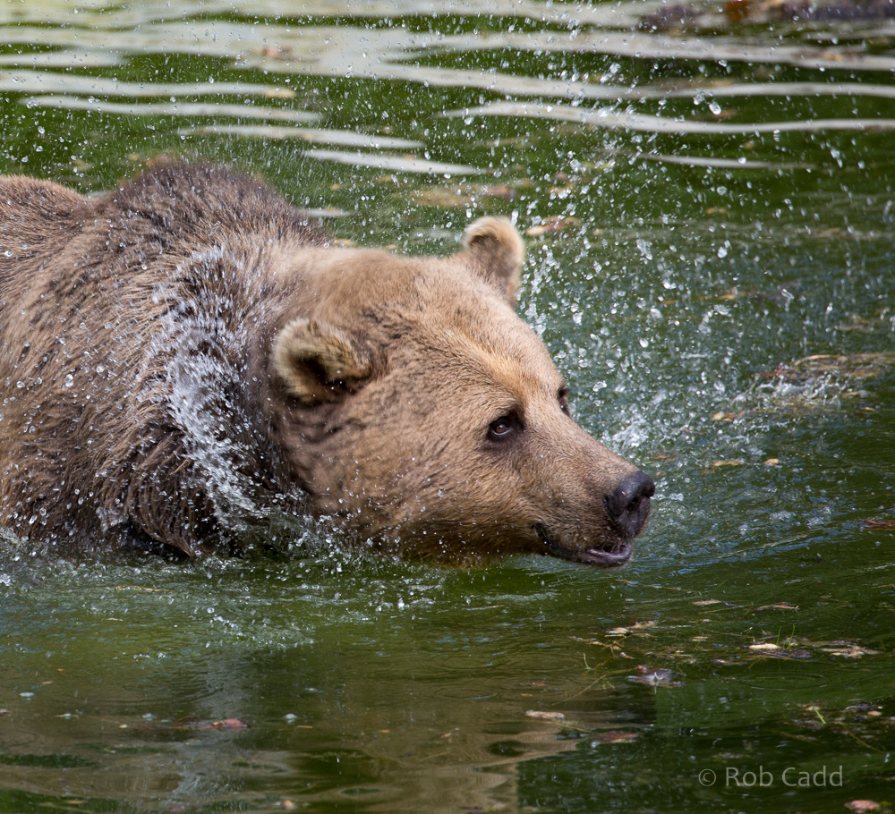 Brown bear : Whipsnade : 25 Aug 2017