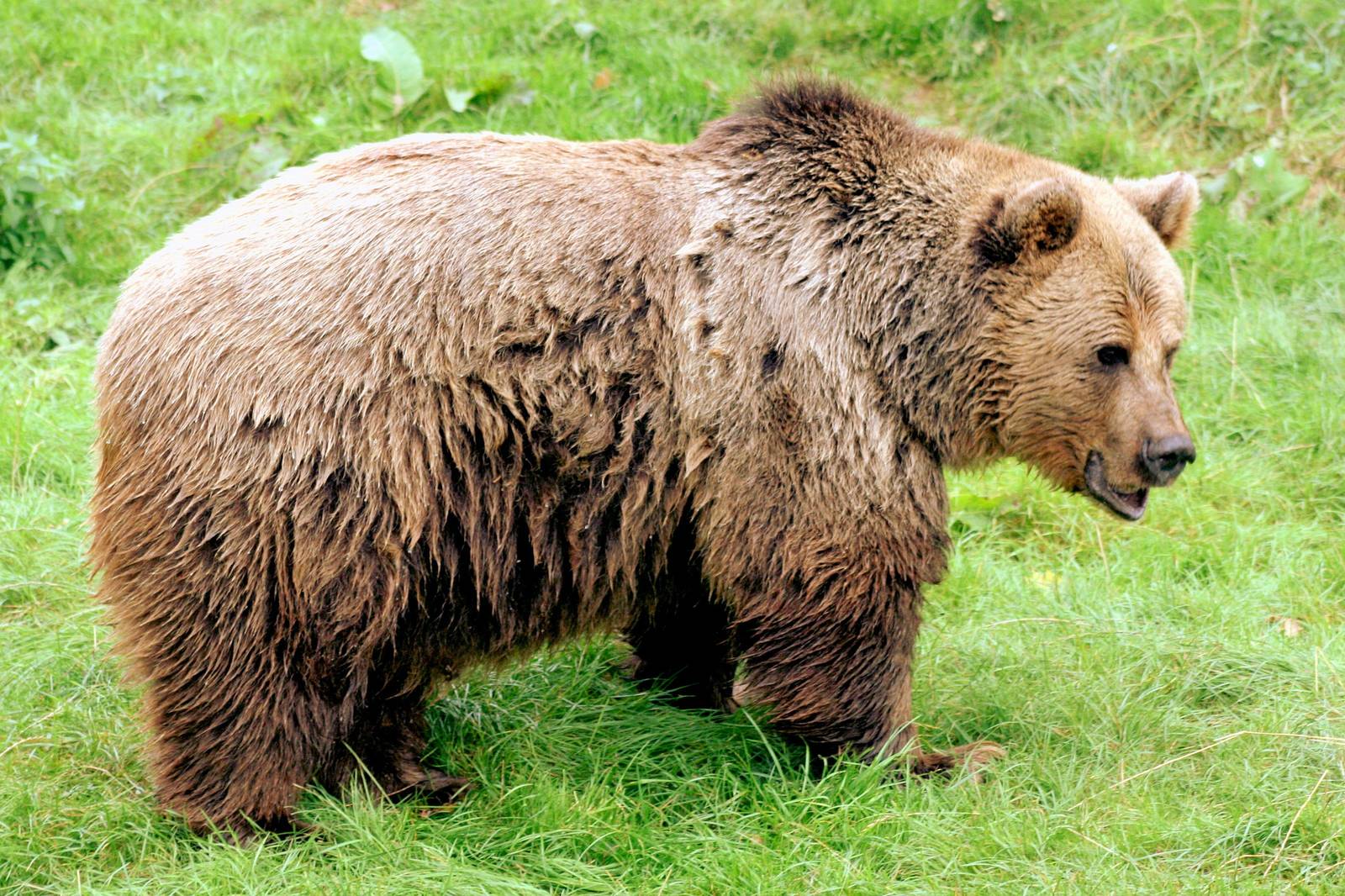 Brown bear; Whipsnade; 28th September 2016