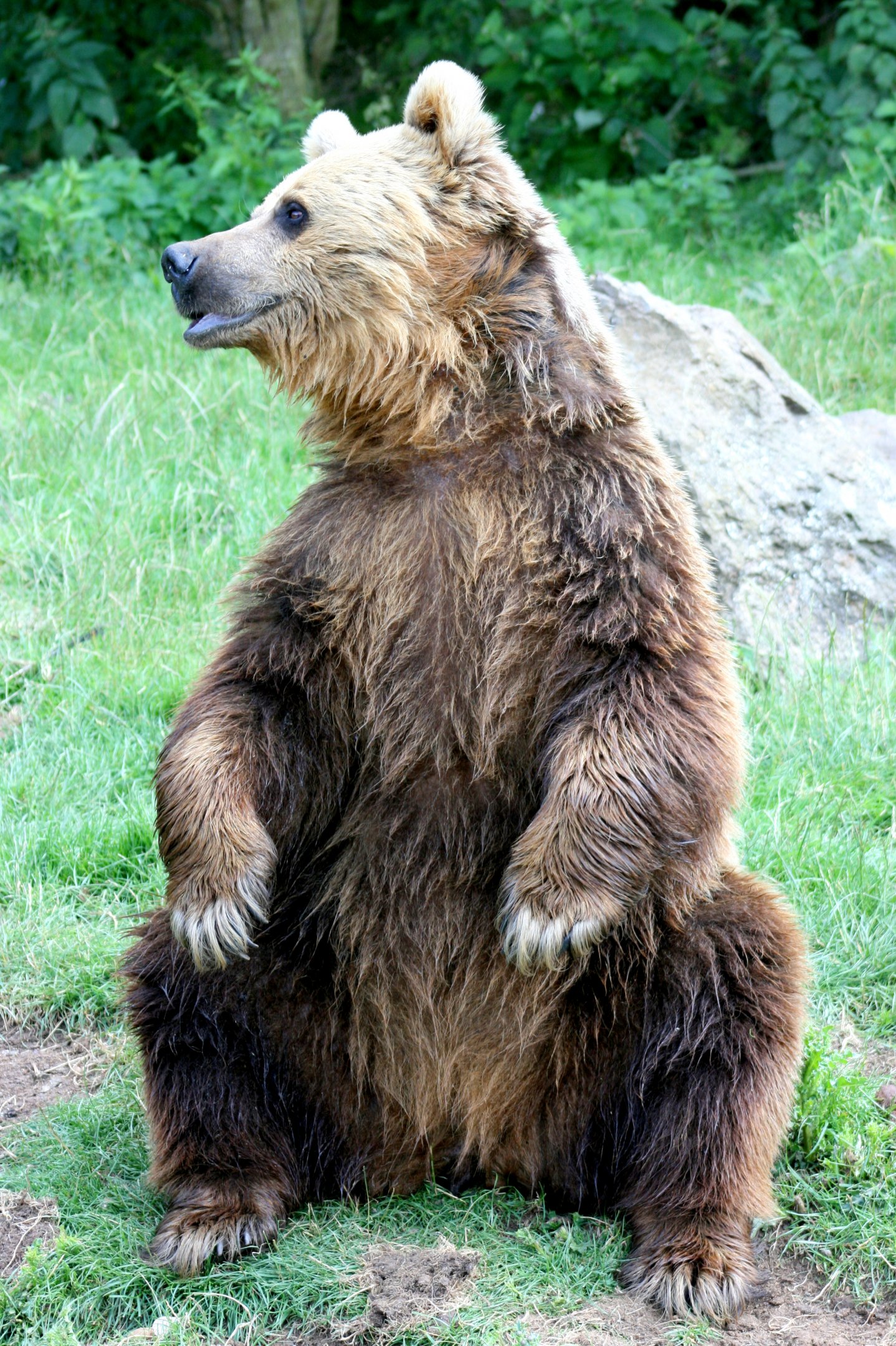 Brown bear; Whipsnade; 2nd July 2011