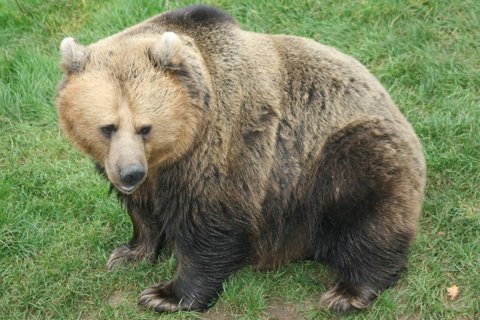 Brown bear; Whipsnade; 9th October 2010
