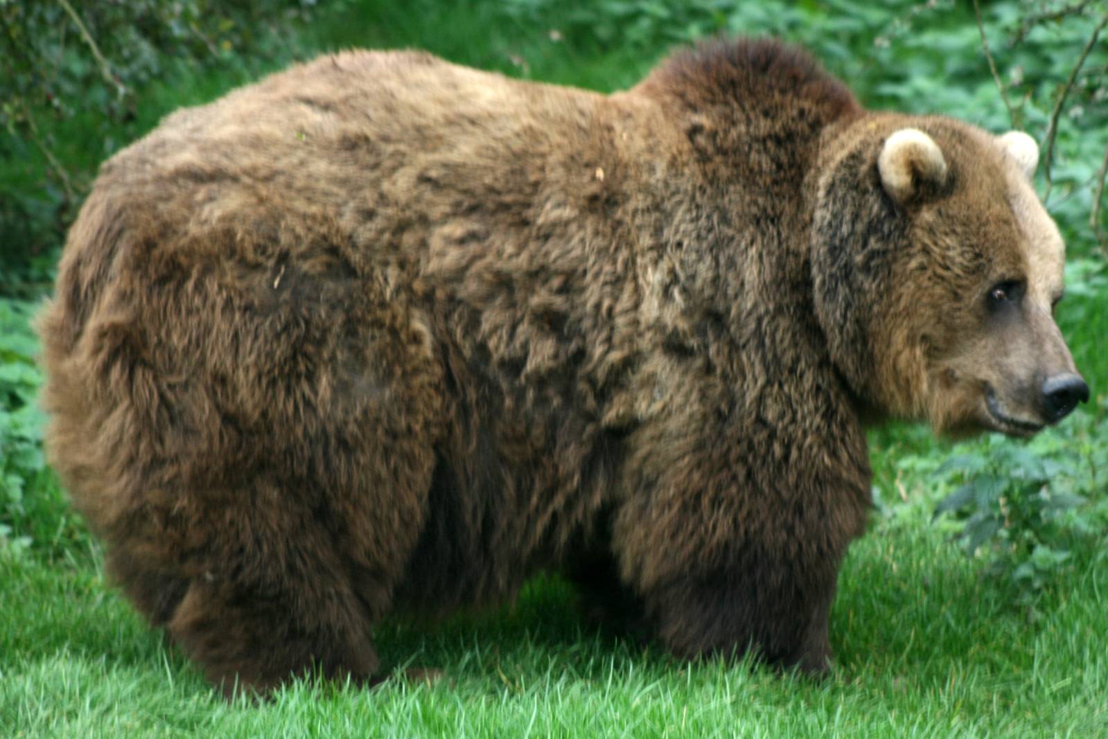 Brown bear; Whipsnade; 9th October 2010