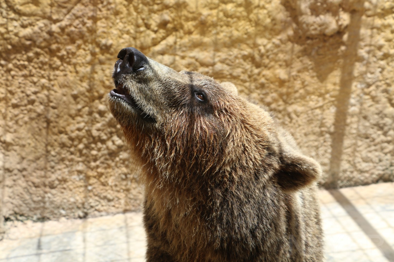 Brown bear - Wildlife Park Malta, June 2019