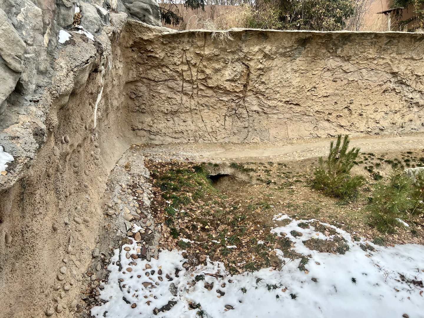 Brown Bear Wintering Den