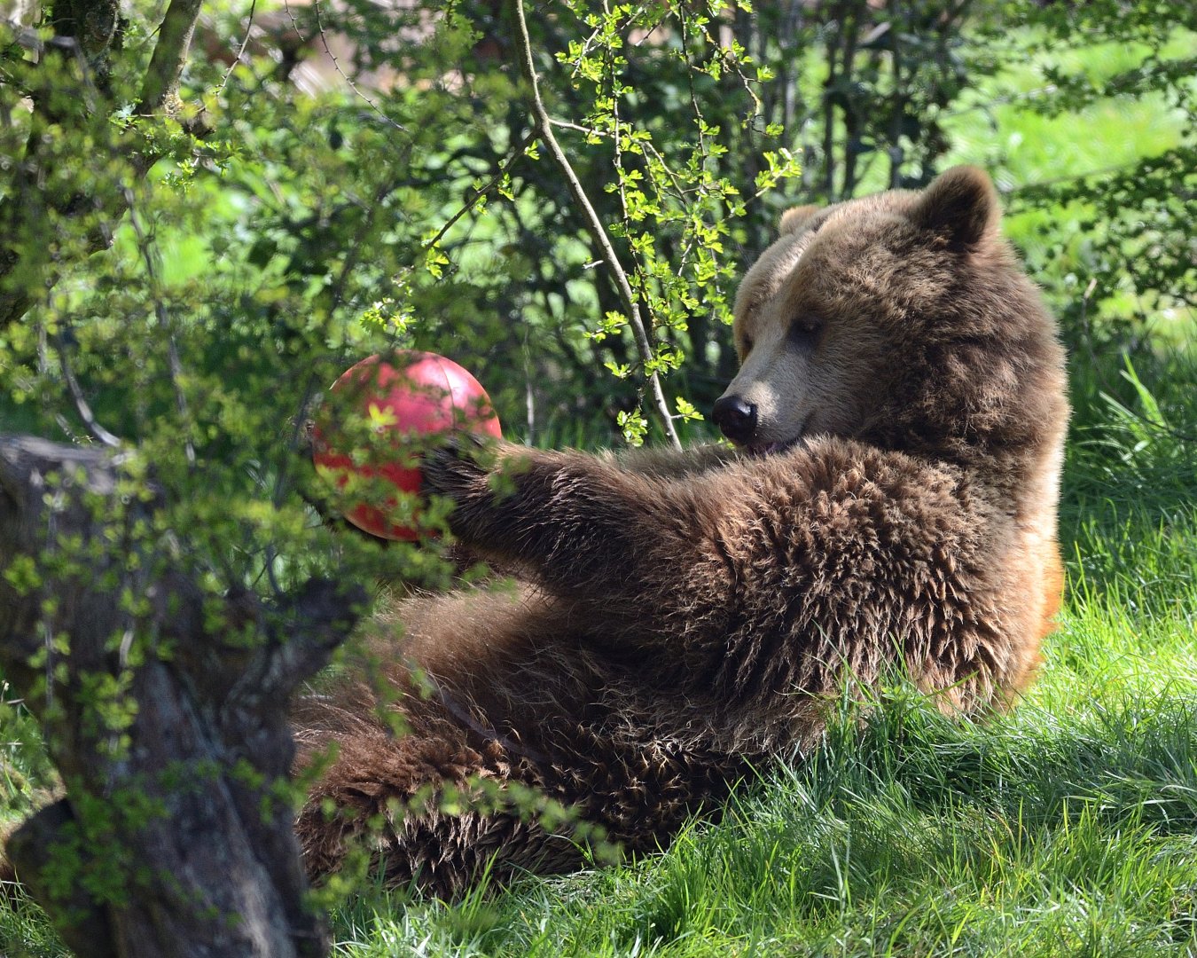Brown bear with enrichment feeder 24/04/2021