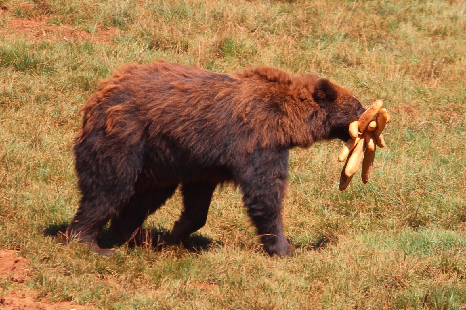 Brown Bear with questionable diet!