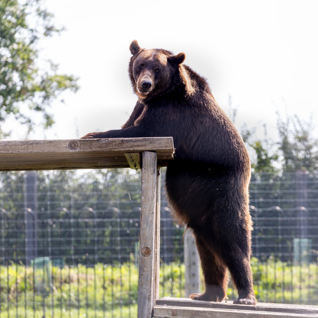 Brown Bear / Wolds Wildlife Park / 11-8-21