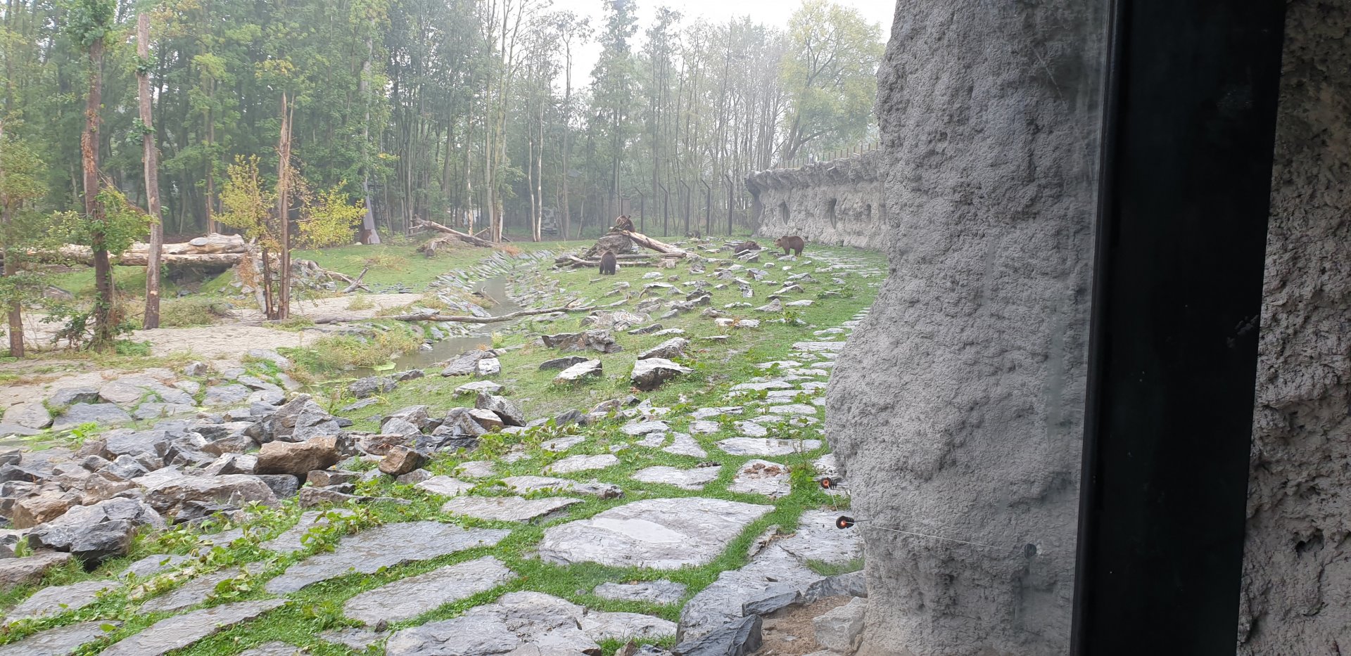 Brown bear - Wolf enclosure