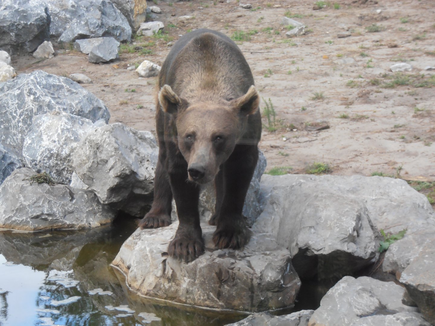 Brown bear-Zoo Bassin D'Arcachon (2012)