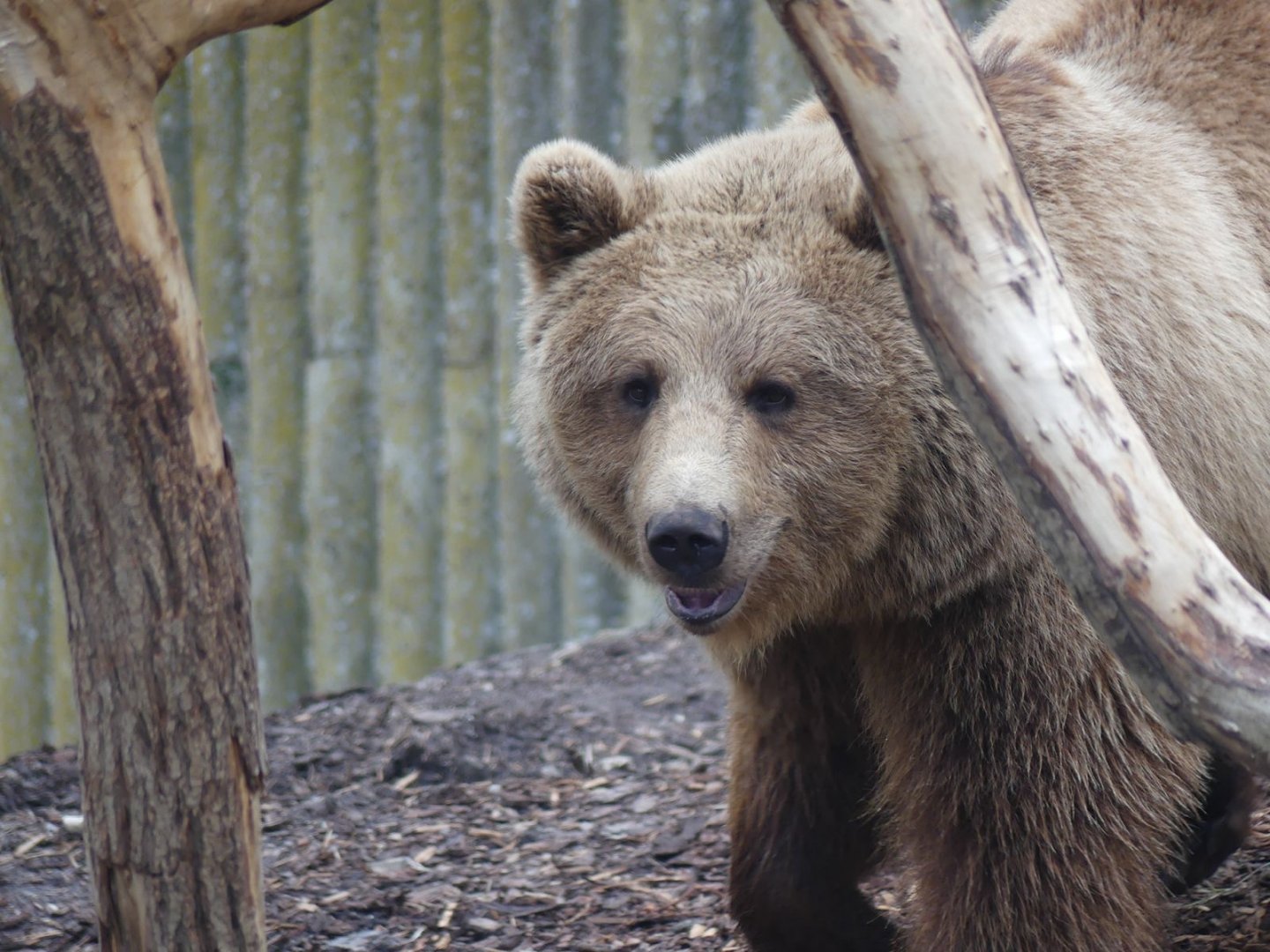 Brown Bear - Zoo København - 26.05.25