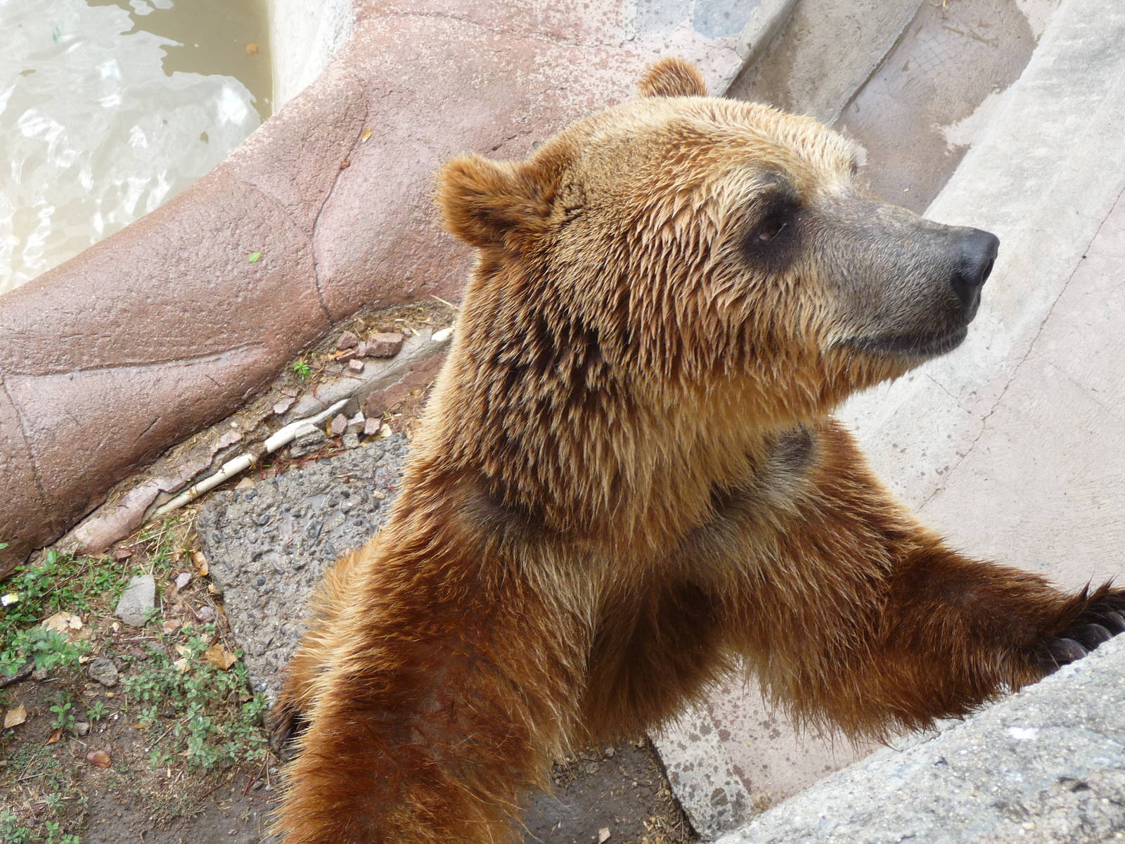 brown bear zoologico de irapuato