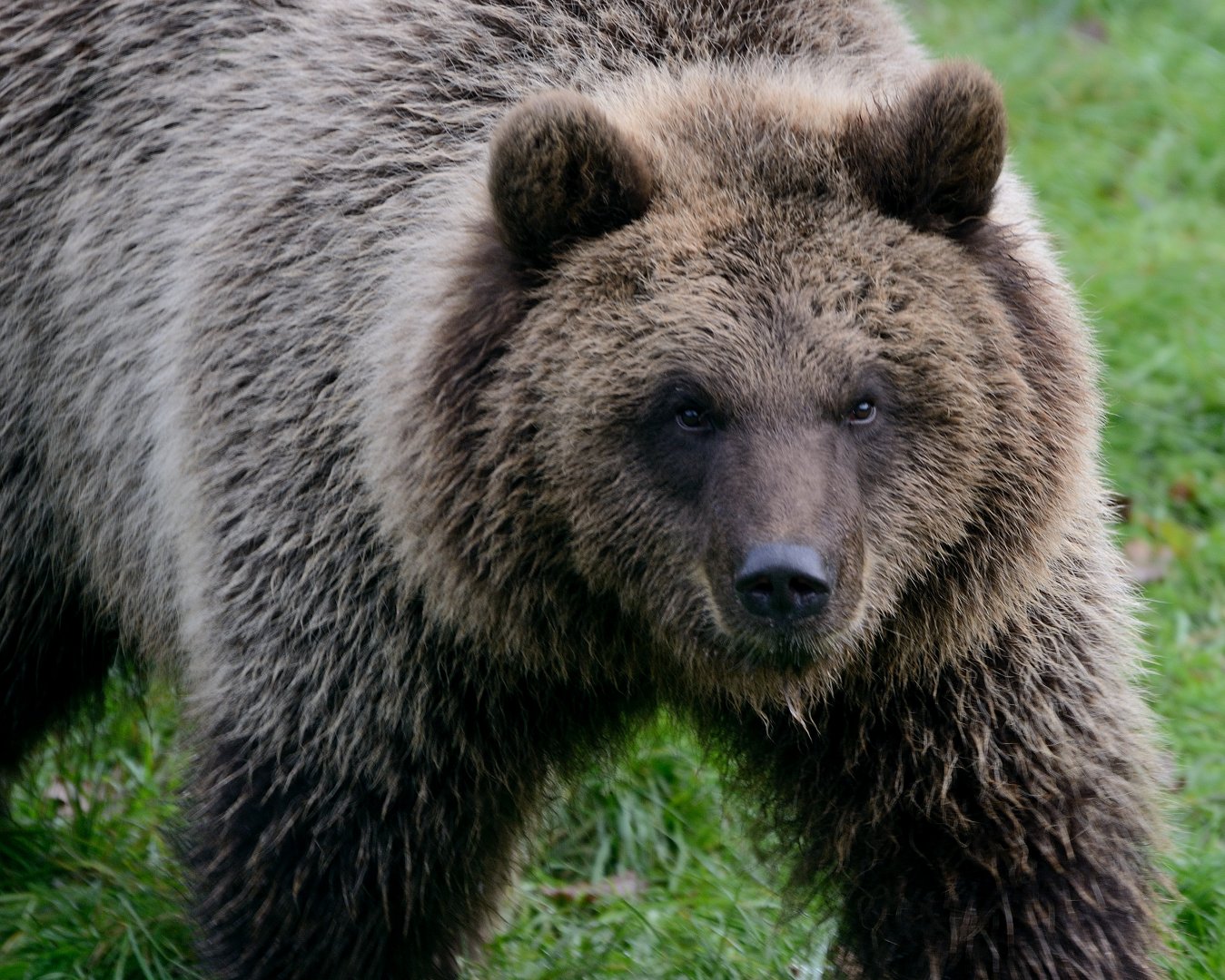 Brown Bear, ZSL Whipsnade 13/11/17