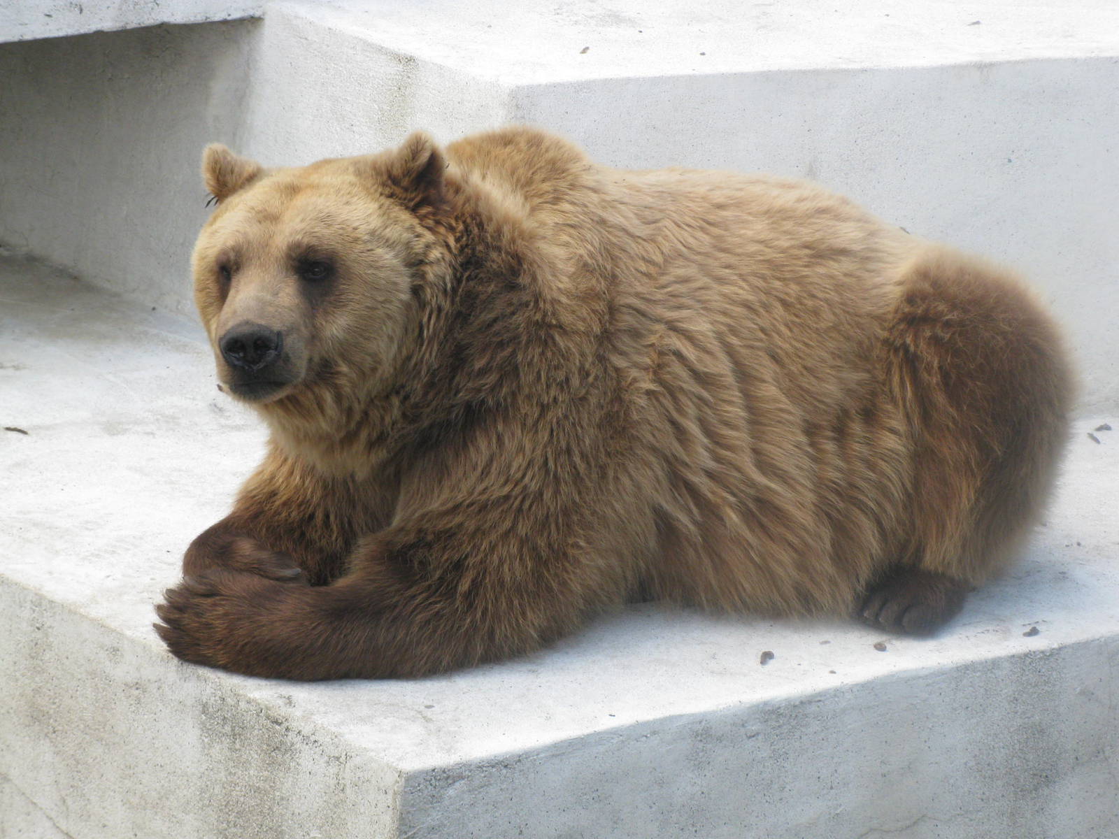 Brown bear