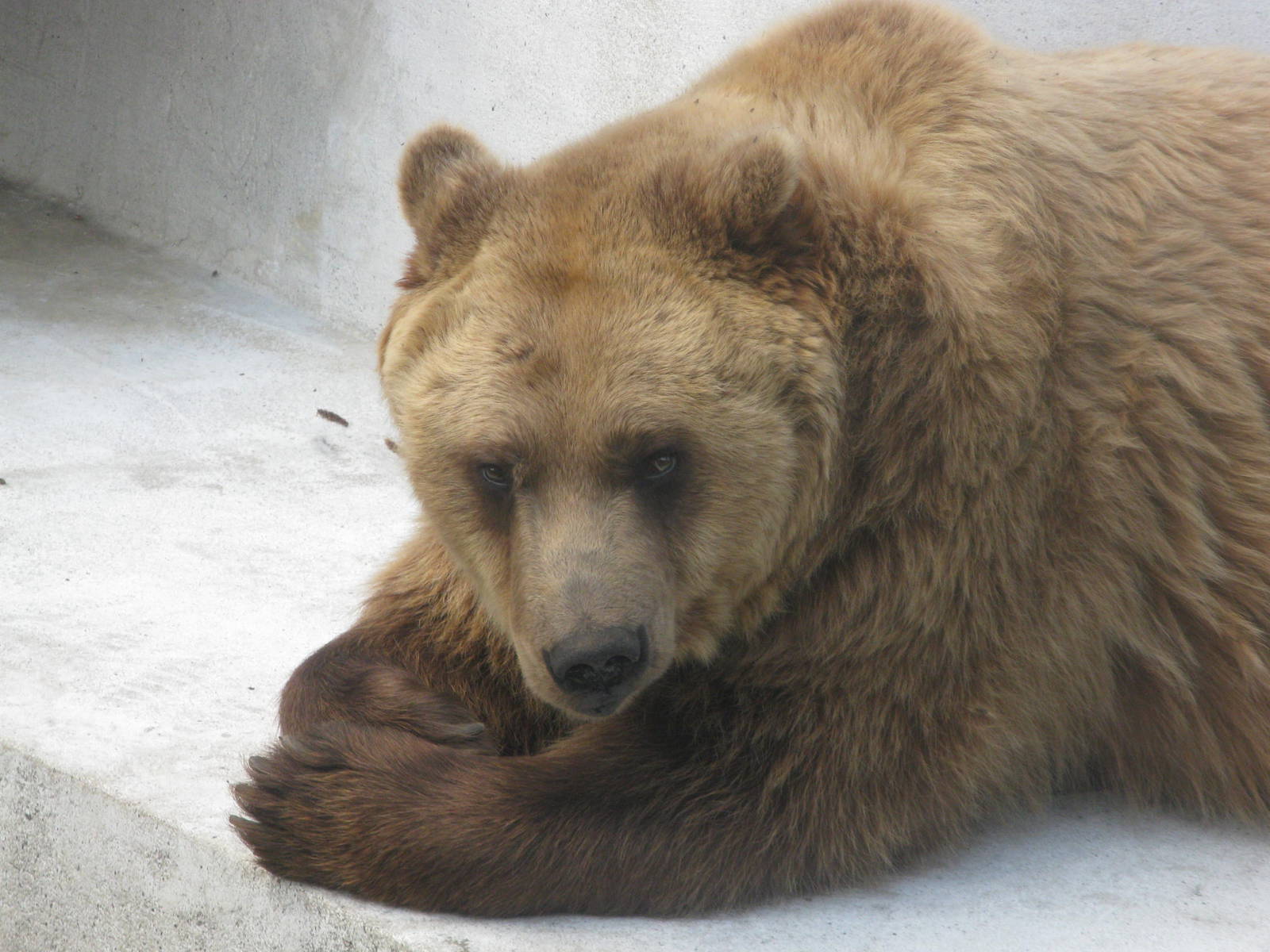 Brown bear