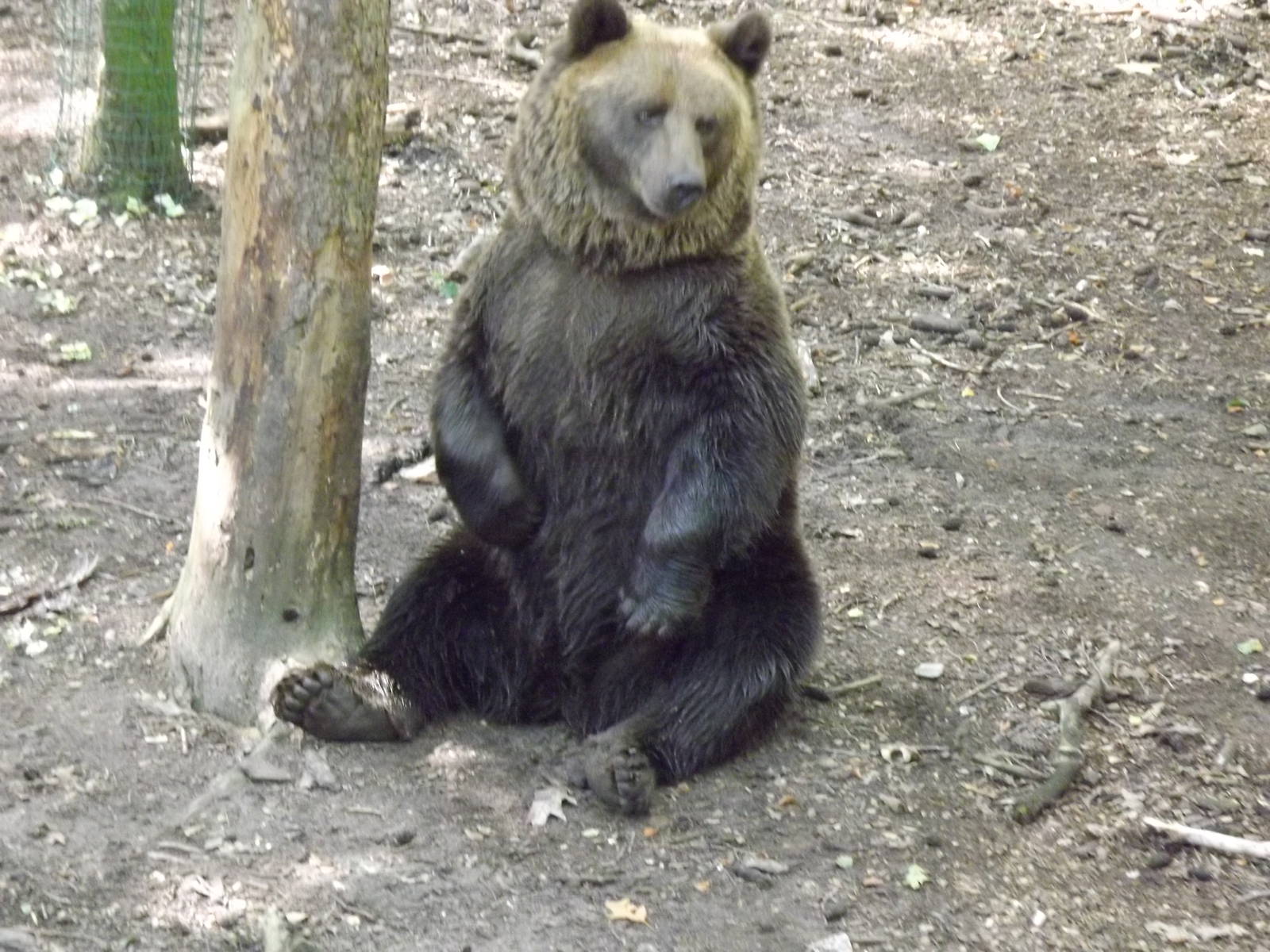 Brown Bear