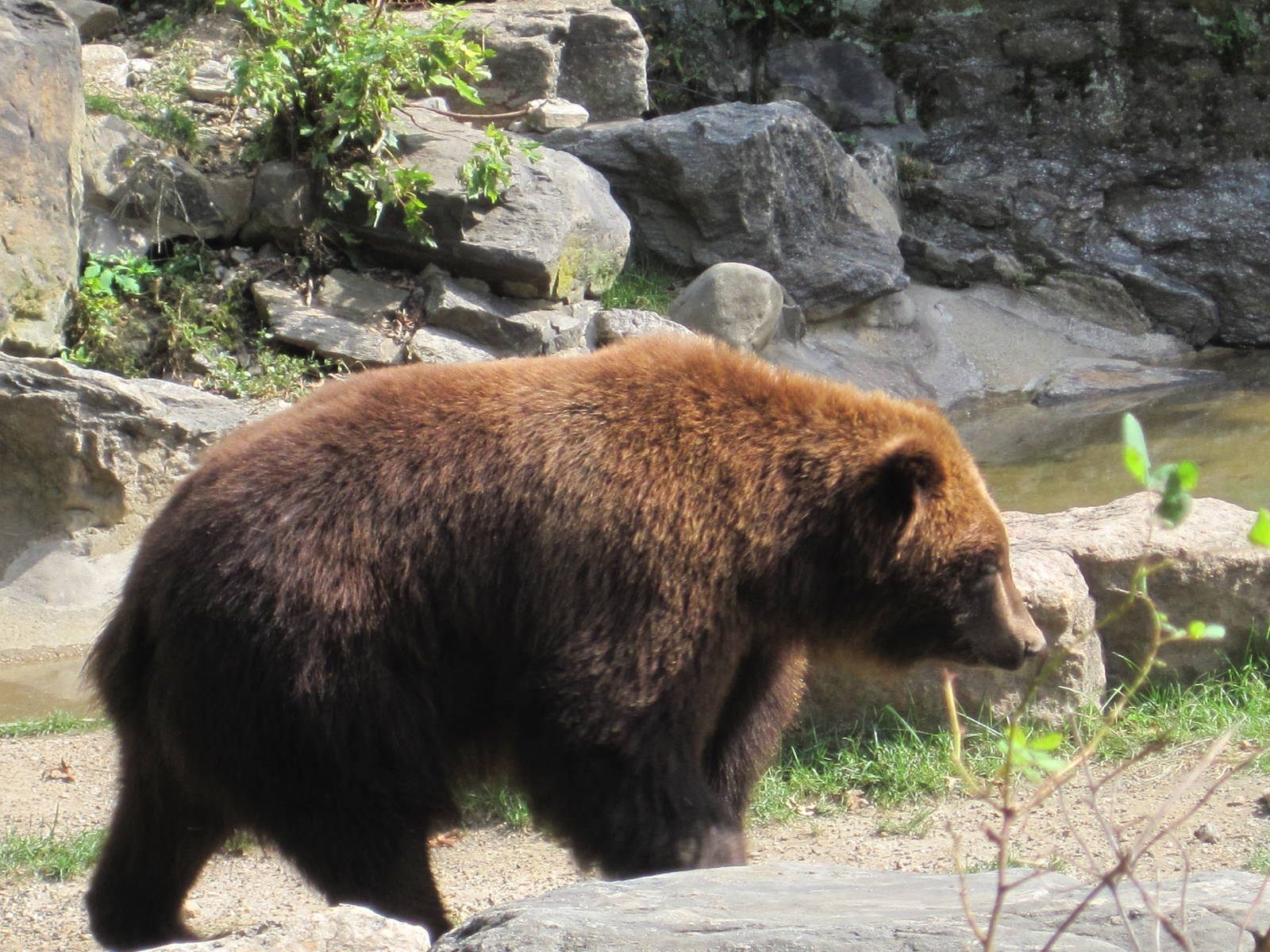 Brown Bear