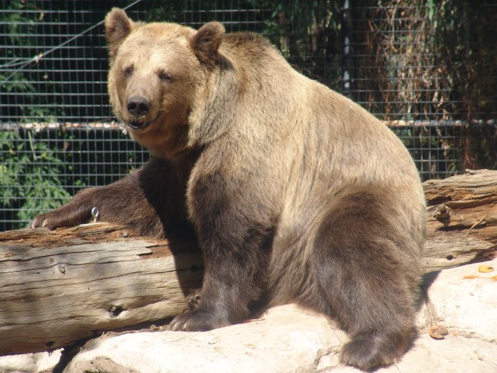 Brown Bear