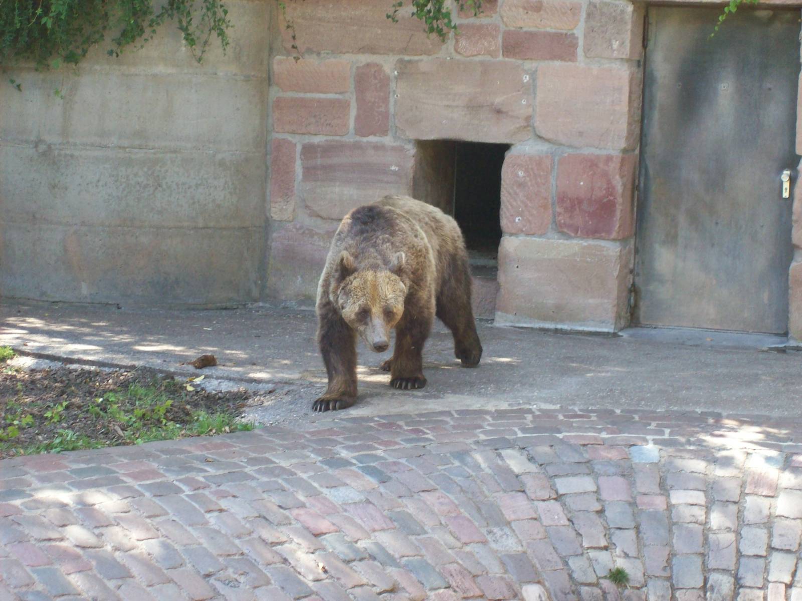 brown bear